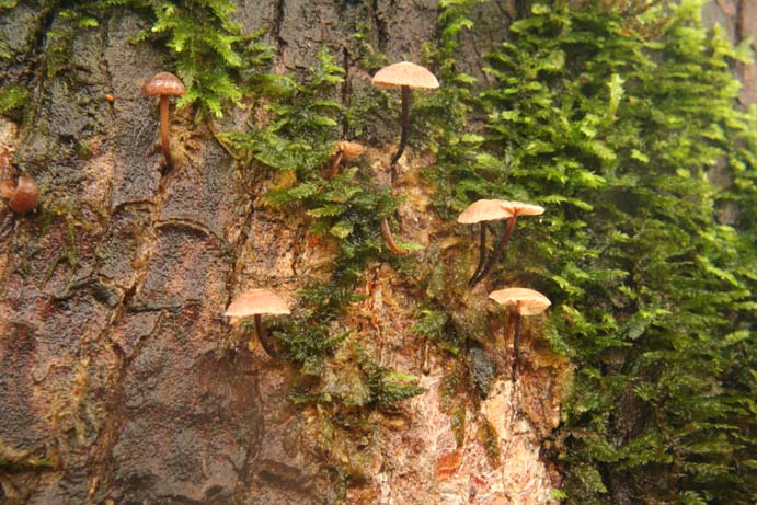 Micromphale arbuticola